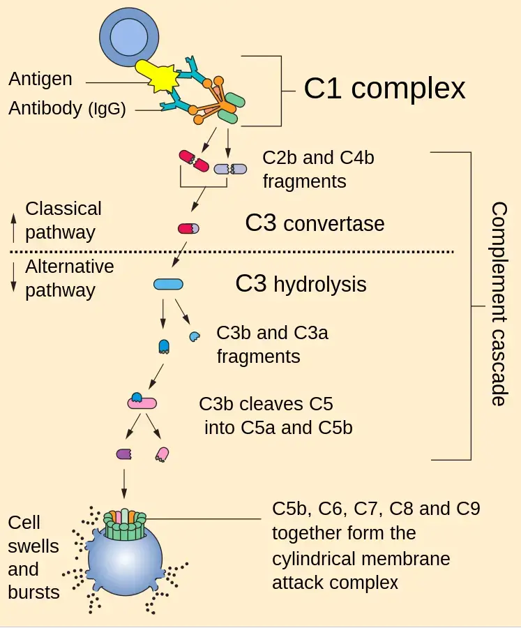 Activation of Complement