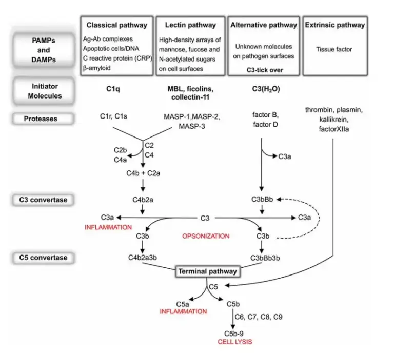 Complement System - Definition, Activation, Effects, Regulation ...