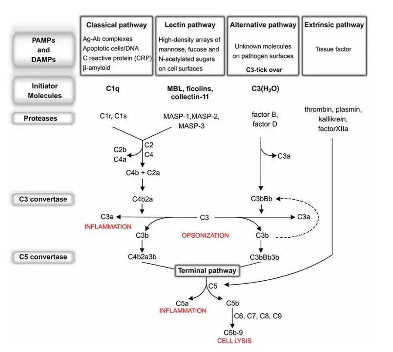 Deficiency of Complement 
