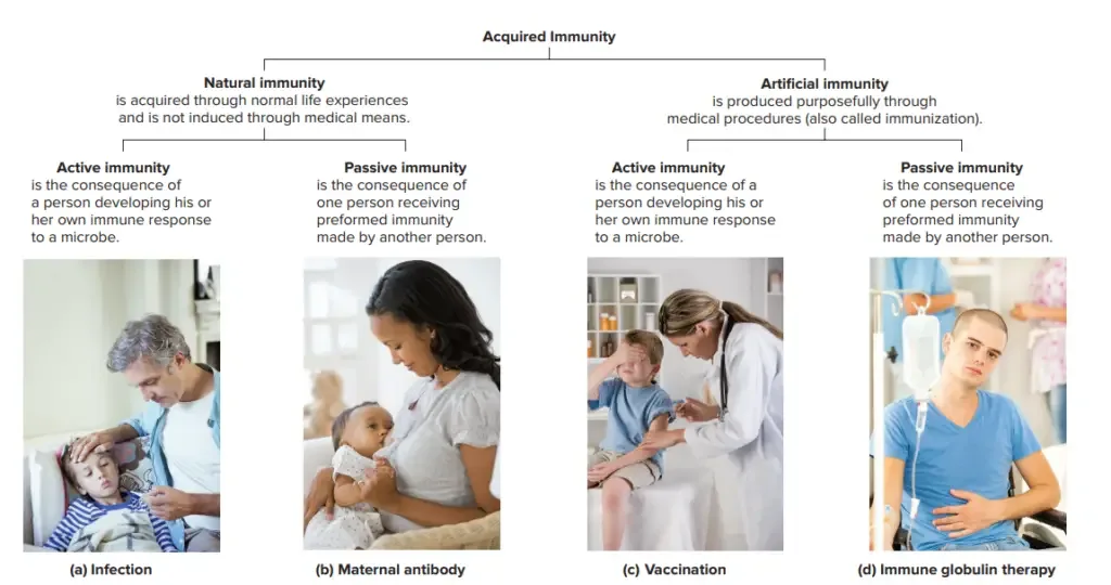 Adaptive (Acquired) Immunity - Definition, Types, Mechanism, Examples 3 Adaptive (Acquired) Immunity