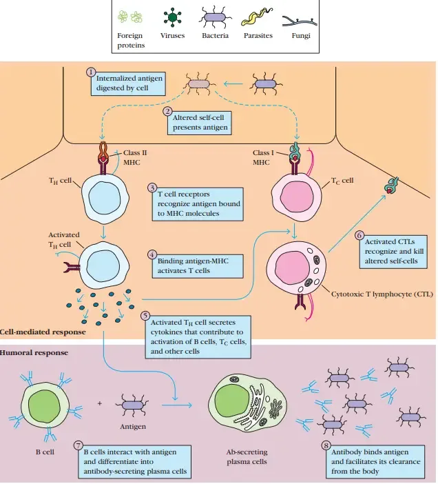 Adaptive (Acquired) Immunity - Definition, Types, Mechanism, Examples 7 Mediators of active immunity