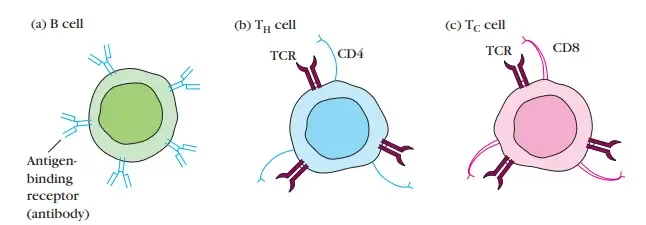 Adaptive (Acquired) Immunity - Definition, Types, Mechanism, Examples 8 Cells of the adaptive immune system