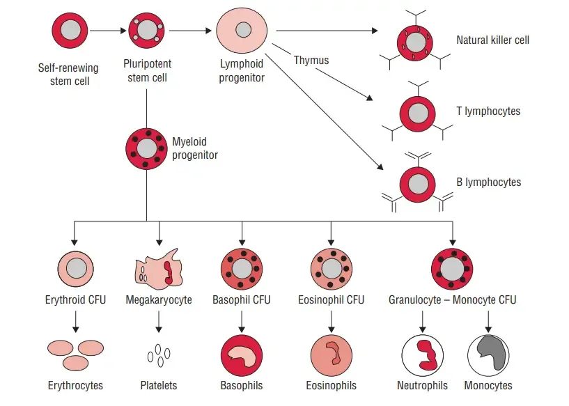 Proliferation and development of cells of lymphoreticular system
