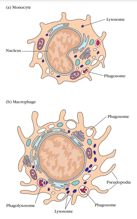 Typical morphology of a monocyte and a macrophage.
