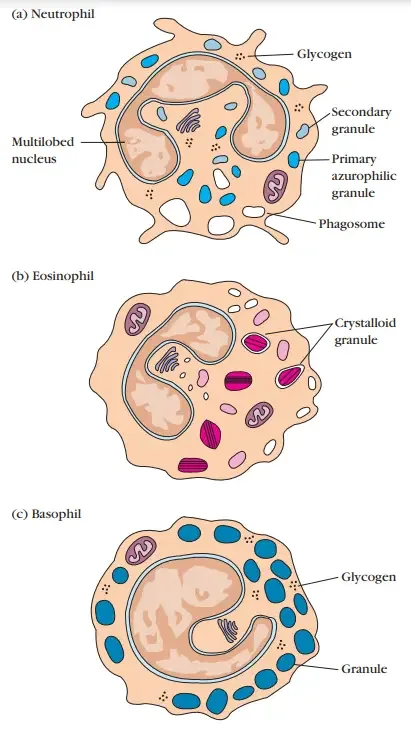Drawings showing typical morphology of granulocytes.
