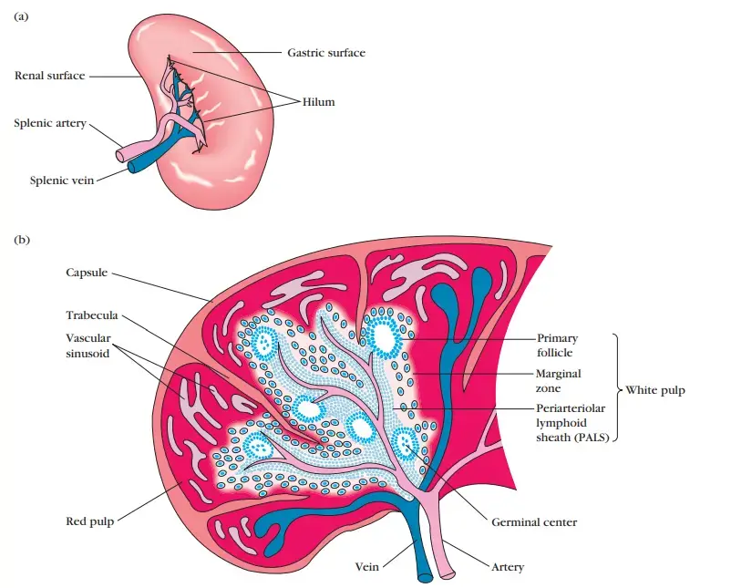Structure of the spleen (a) The spleen, which is about 5 inches long in adults, is the largest secondary lymphoid organ. It is specialized for trapping blood-borne antigens. (b) Diagrammatic cross section of the spleen.

