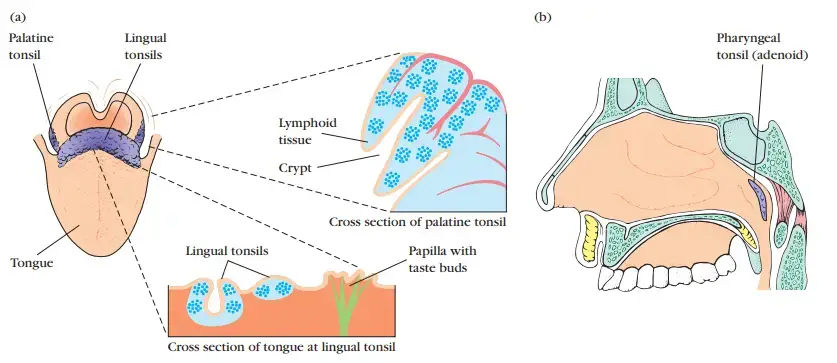 Three types of tonsils Three types of tonsils. (a) The position and internal features of the palatine and lingual tonsils; (b) a view of the position of the nasopharyngeal tonsils (adenoids). [Part b adapted from J. Klein, 1982, Immunology, The Science of Self-Nonself Discrimination, © 1982 by John Wiley and Sons, Inc.]
