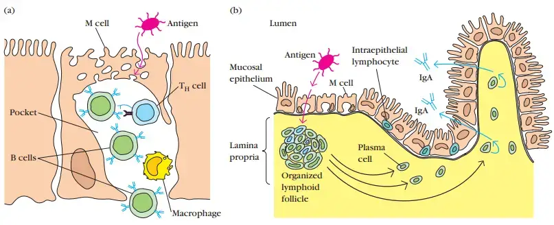 Structure of M cells and production of IgA at inductive sites. (a) M cells in mucosal membranes endocytose antigen from the digestive, respiratory, and urogenital tract lumens. The antigen travels across the cell before being released into the huge basolateral pocket. (b) M cells transporting antigen across the epithelial layer at an inductive location activate B cells in the underlying lymphoid follicles. Activated B cells develop into IgA-producing plasma cells that travel across the submucosa. The outer mucosal epithelial layer contains intraepithelial lymphocytes, many of which are CD8+ T cells with little antigen receptor diversity.
