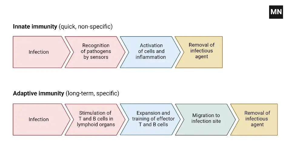 Innate and Adaptive Immunity
