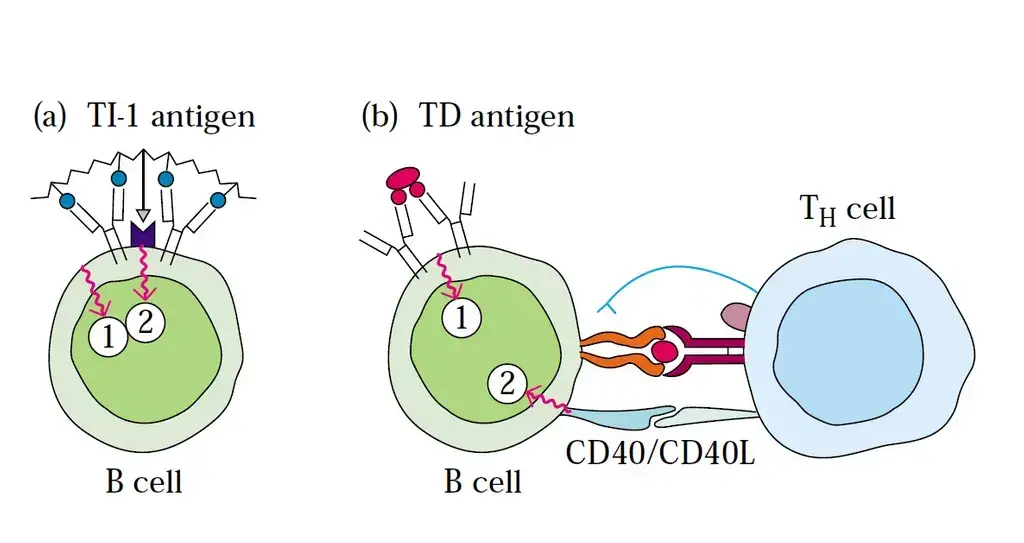 T Dependent Antigen and T Independent Antigen
