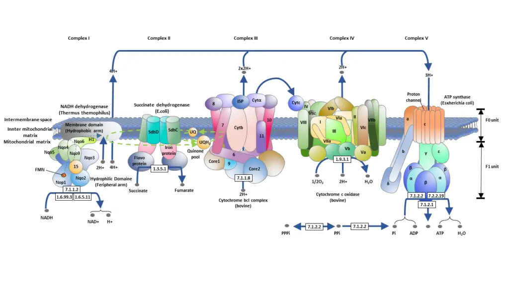 Steps of Electron Transport Chain