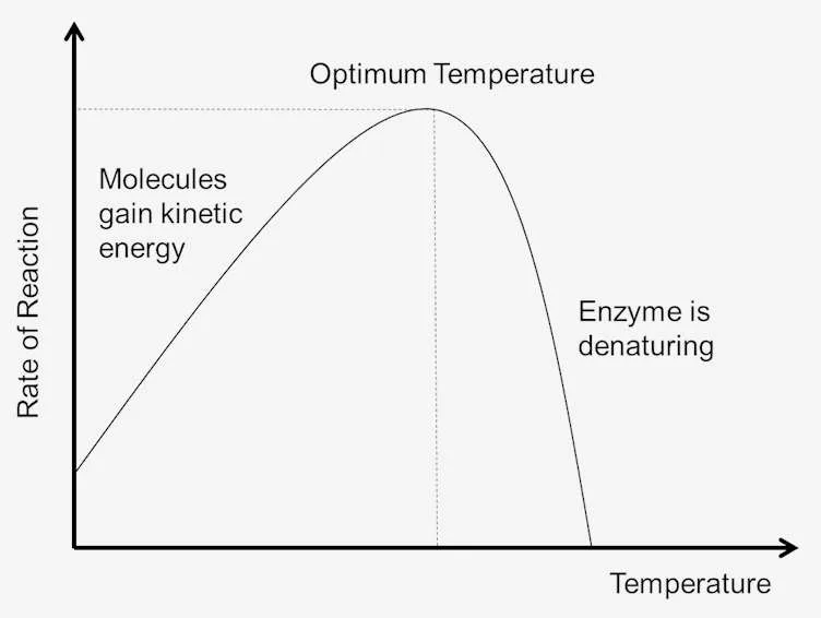 Effect of Temperature