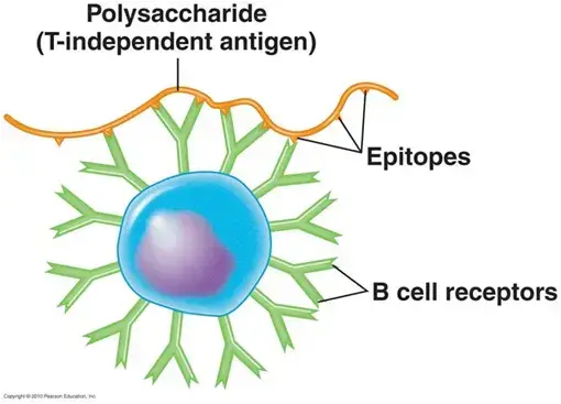 Interaction of B cell receptors with T independent antigen
