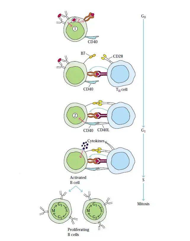 Main steps during B-cell activation by a thymus-dependent antigen
