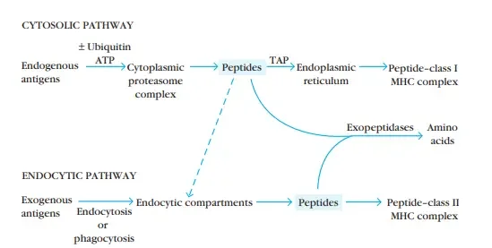 Antigen Processing And Presentation Cytosolic Pathway And Endocytic