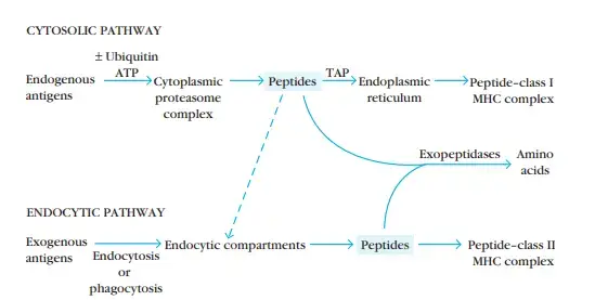 Antigen Processing And Presentation Cytosolic Pathway And Endocytic