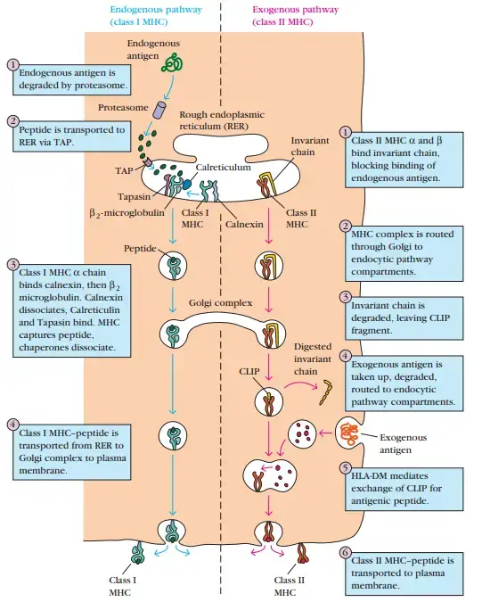 Antigen Processing and Presentation - Cytosolic Pathway and Endocytic ...