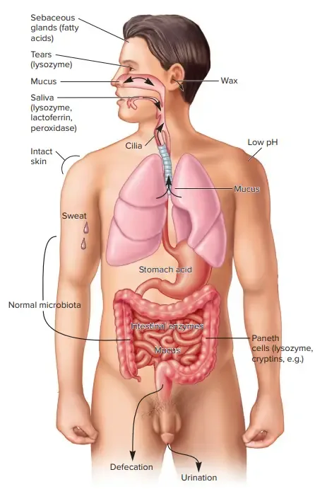 Innate Immunity
