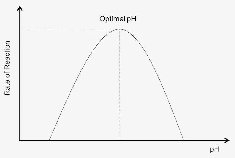Effect of pH on enzyme activity