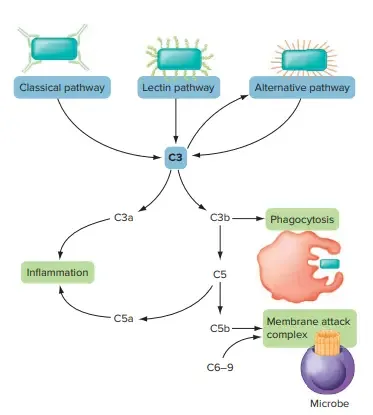 Complement Activation and Action
