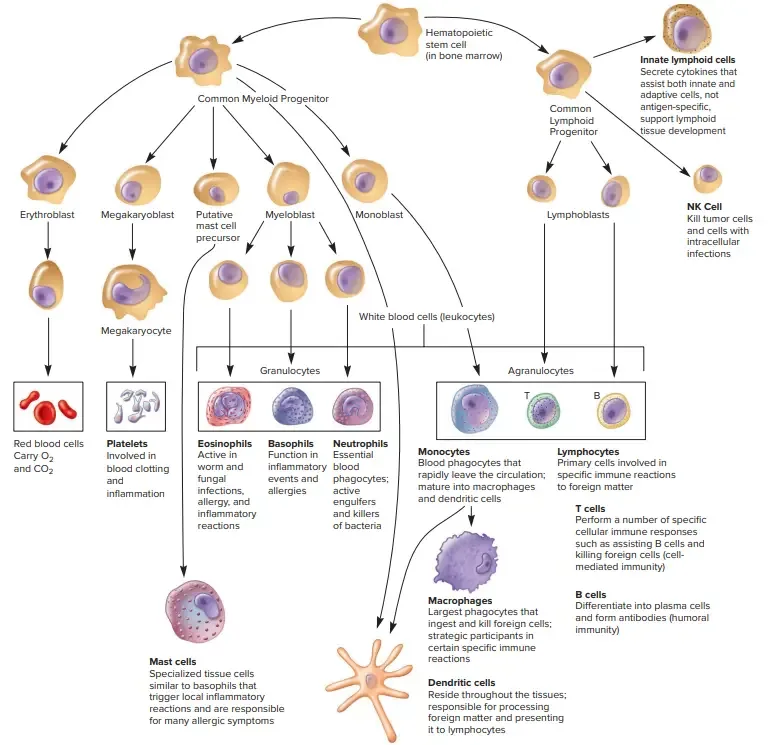 The Different Types of Human Blood Cells
