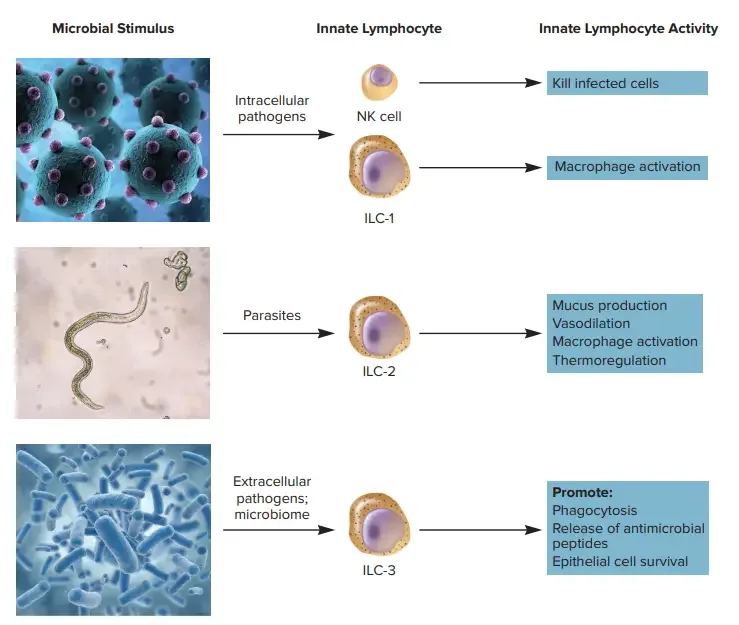 Innate Lymphocyte Stimuli and Responses
