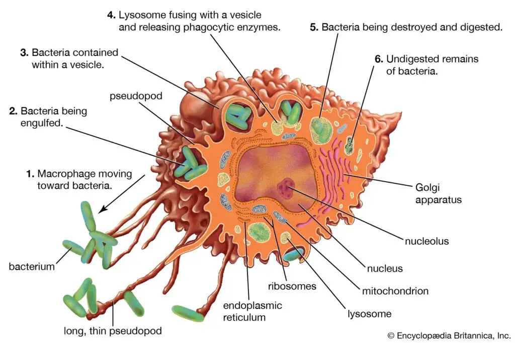 Structure of Macrophages
