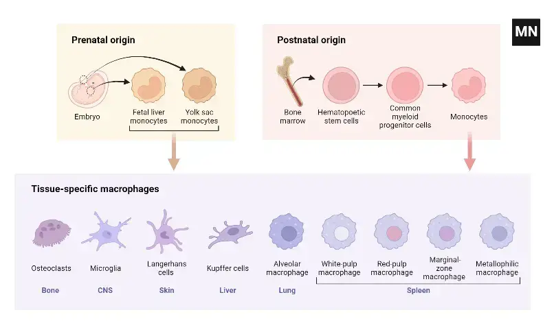 Origin and Development of Macrophages
