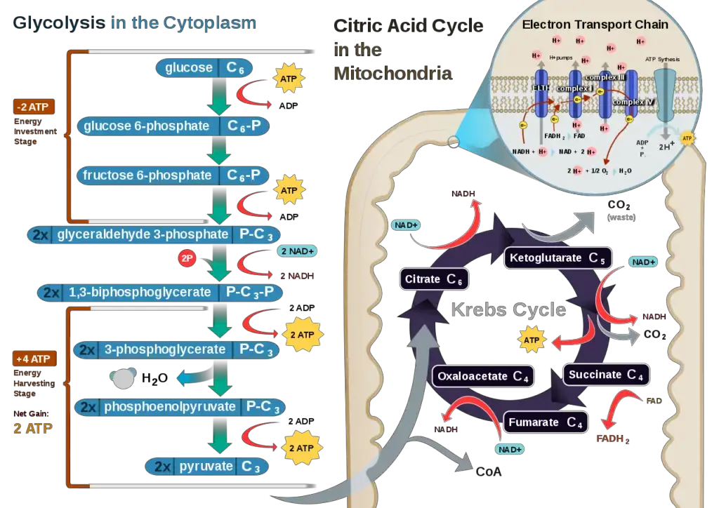 Cellular Respiration 