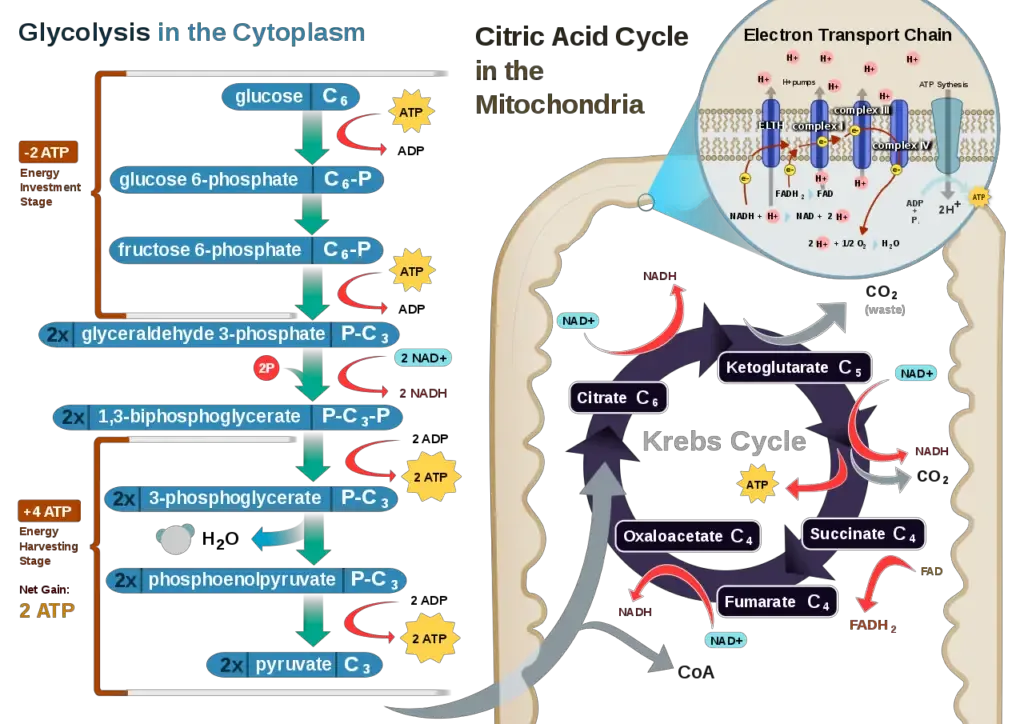 Cellular Respiration 