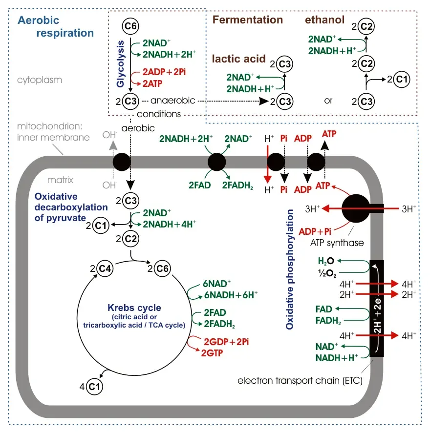 aerobic respiration