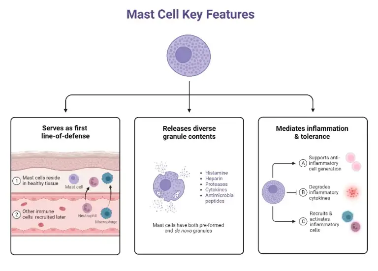 Mast cell - Definition, Structure, Functions - Biology Notes Online