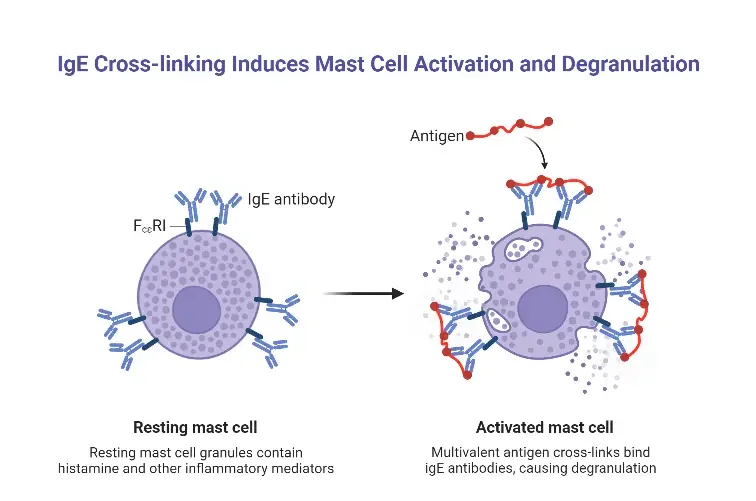IgE Cross-linking Induces Mast Cell Activation and Degranulation
