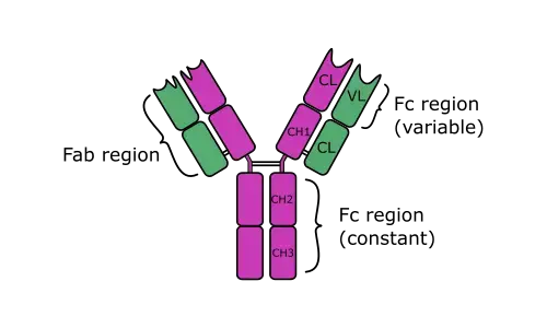 Structure of IgD Antibody