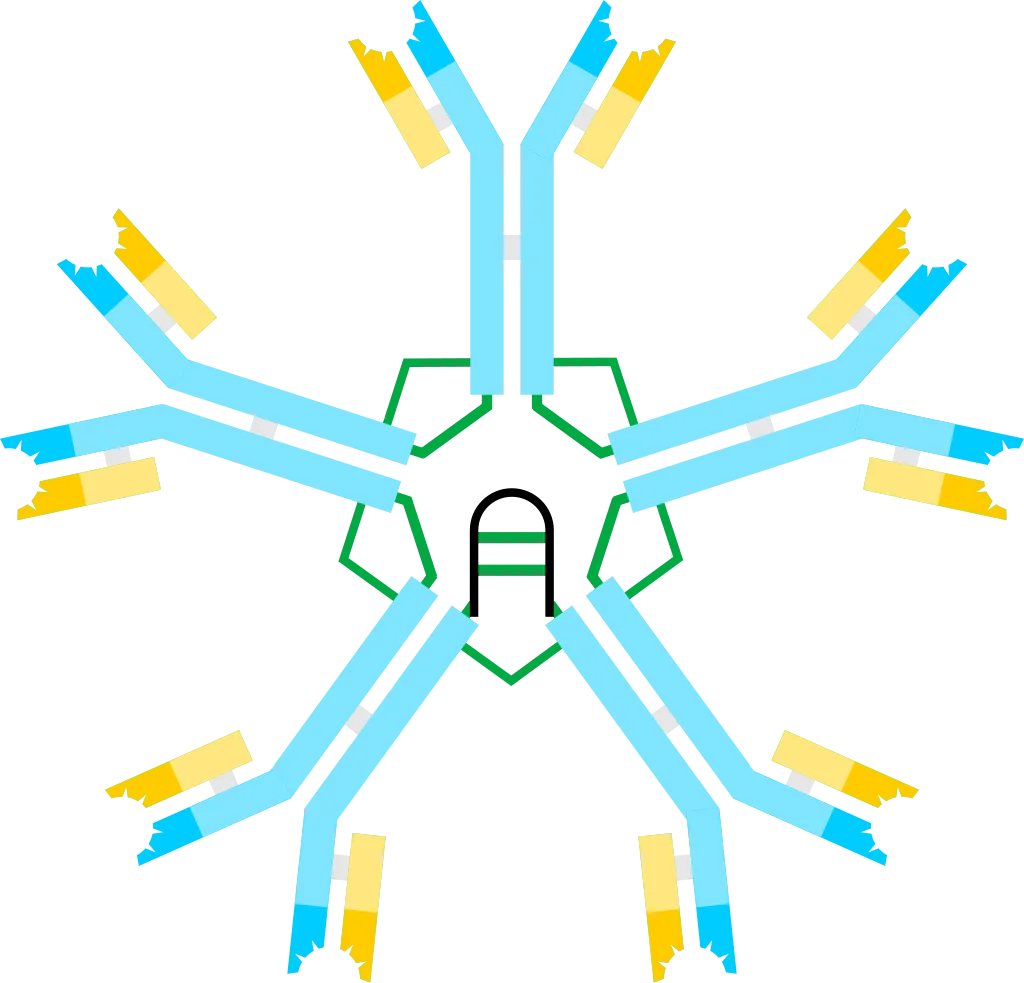 IgM scheme
