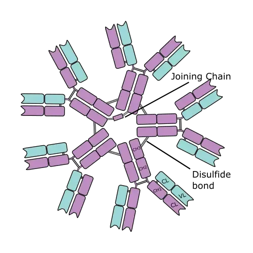 Structure of IgM
