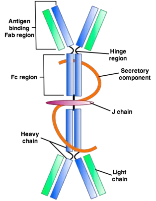 Structure of Immunoglobulin A (IgA Antibody)