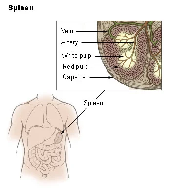 Spleen - Definition, Location, Structure and Functions - Biology Notes ...