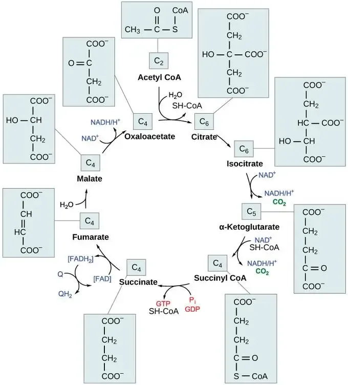 The Krebs Cycle 