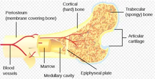 Structure of Bone Marrow
