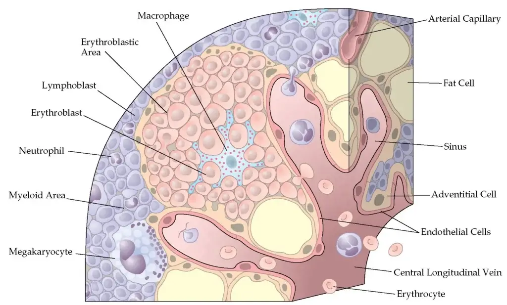 Structure of Bone Marrow
