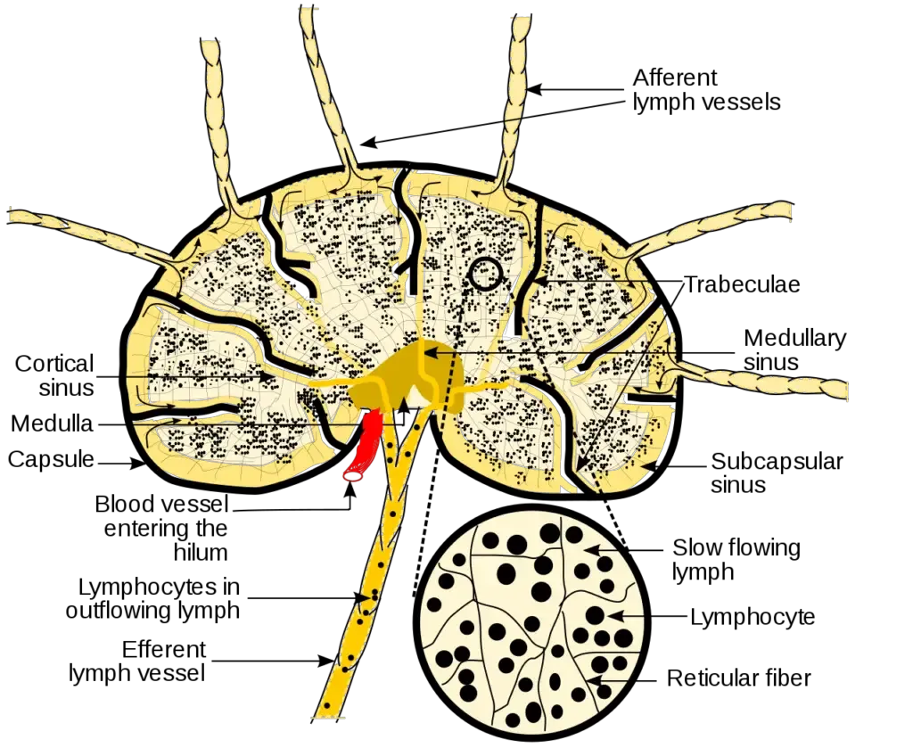 diagram of a lymph node
