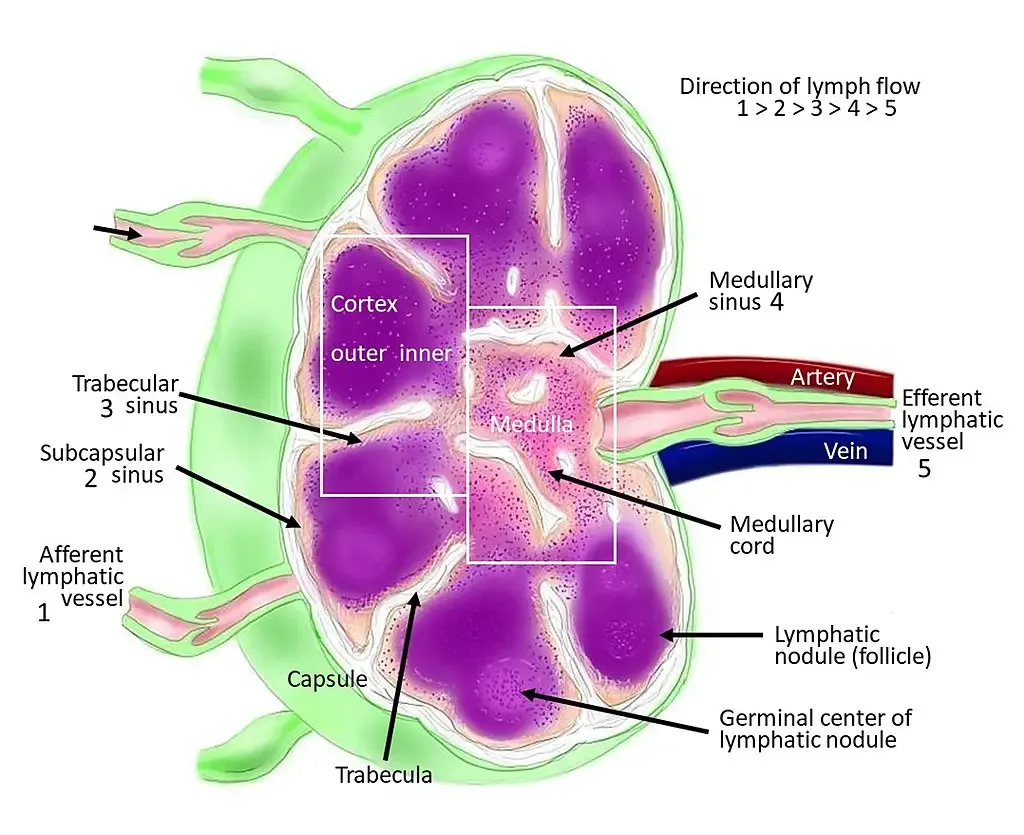 Labeled diagram of human lymph node showing the flow of lymph.
