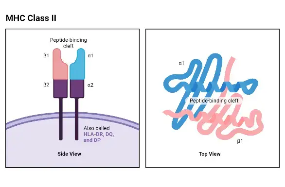 Major Histocompatibility Complex II (MHC II molecules) - Structure ...