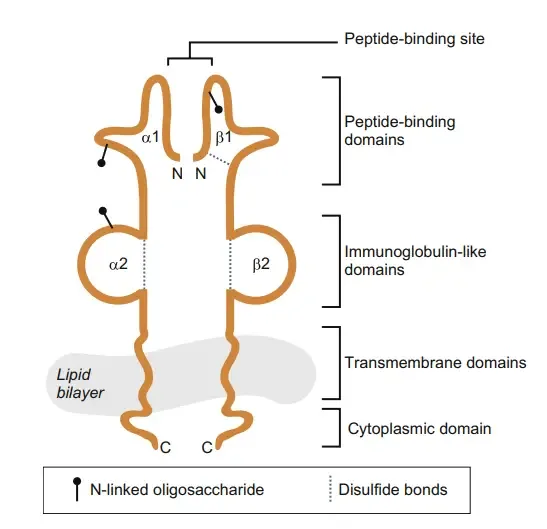 Major Histocompatibility Complex II (MHC II molecules) - Structure, Mechanism and Functions 3 Structure of the MHC Class II Protein
