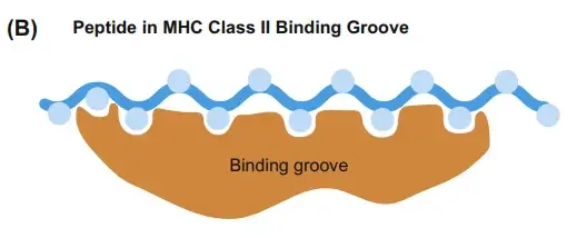 Major Histocompatibility Complex II (MHC II molecules) - Structure, Mechanism and Functions 4 Peptide in MHC Class II Binding Groove
