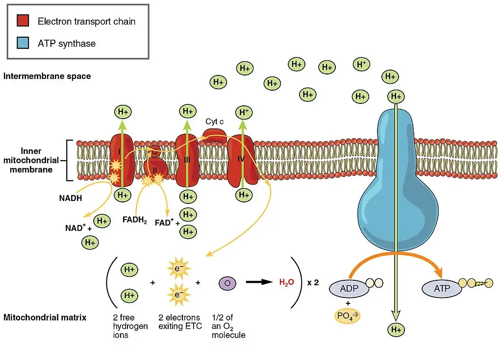 Electron-transport chains