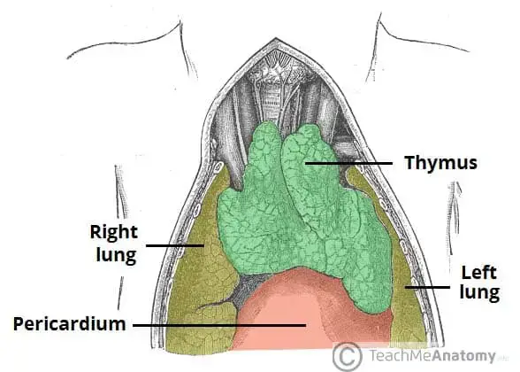 The anatomical position of the thymus in the superior mediastinum.
