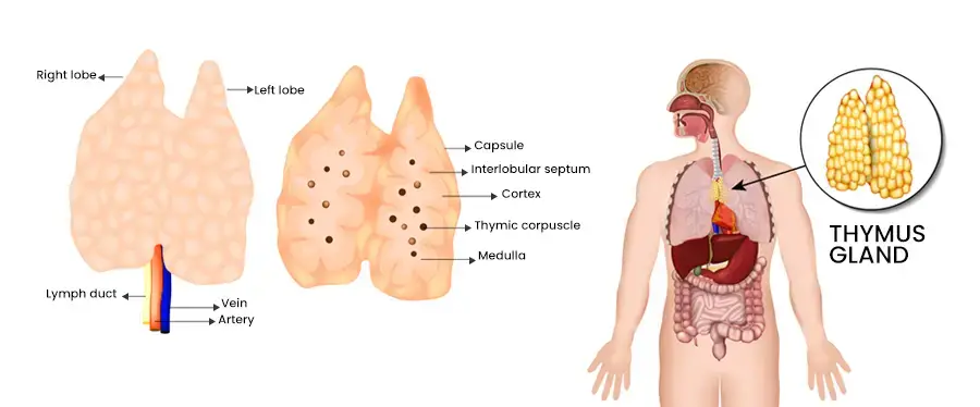 Anatomy of Thymus Gland
