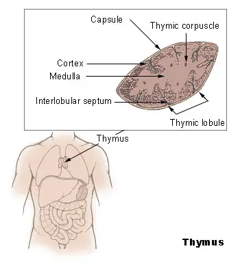 Location of Thymus Gland
